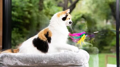 The Many Benefits of Kitten Play Toys Purina